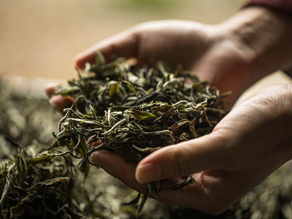 游志堅深夜看望君山茶廠制茶人員